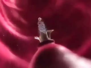 Impregnation Reverie (animé)