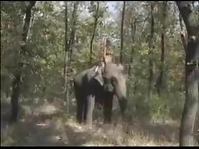 VIP of eradicate affect Elephants